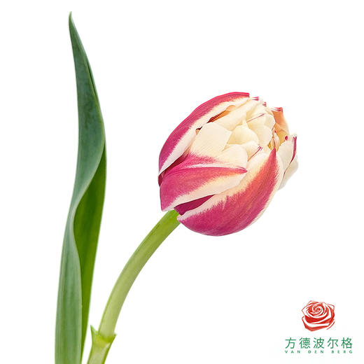 【重瓣郁金香】 荔枝慕斯 10枝一扎 商品图1