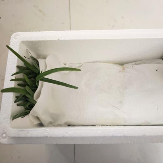 生态韭菜（山东）| 合作生产*​Ecological Chinese chives| Partner Production 商品图4