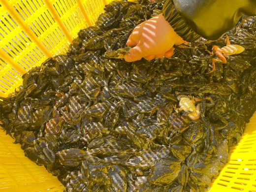 林蛙2斤 商品图2