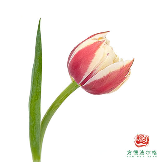 【重瓣郁金香】 荔枝慕斯 10枝一扎 商品图0