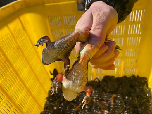 林蛙2斤 商品图1