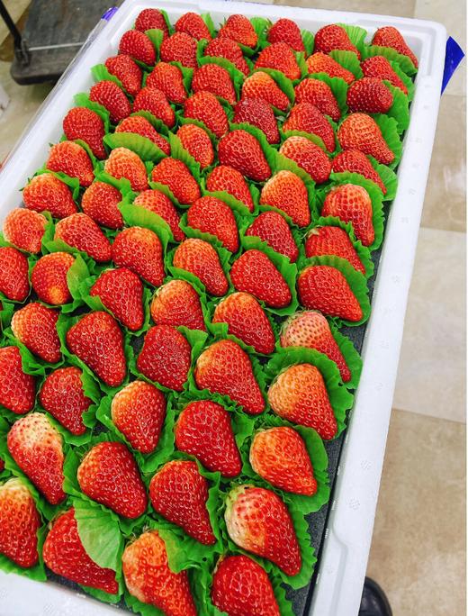 蓝胶带6排草莓一箱 商品图0