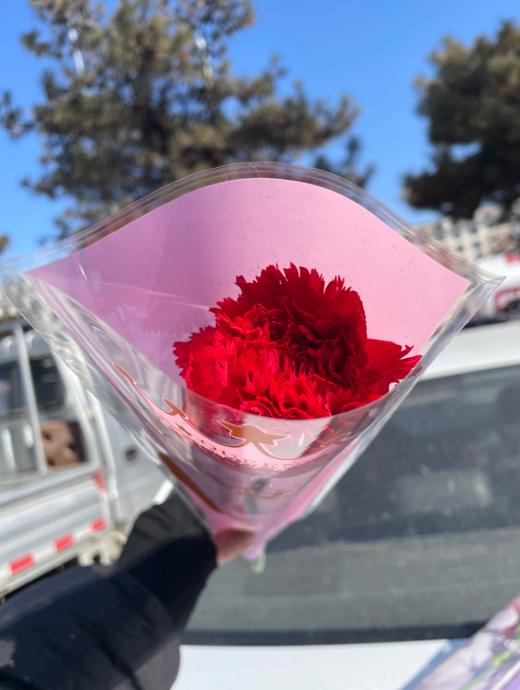 单枝康乃馨3枝 商品图2