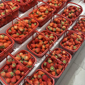 15.8元/筐现摘红颜草莓中果2斤装