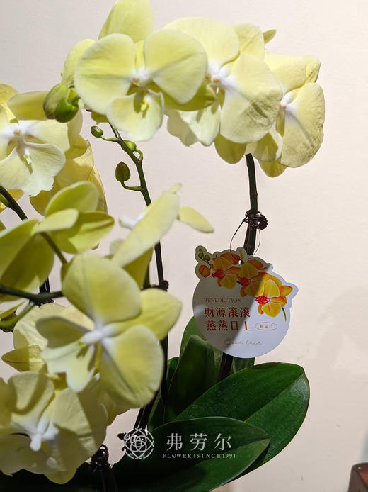 彩盆蝴蝶兰盆栽 商品图2