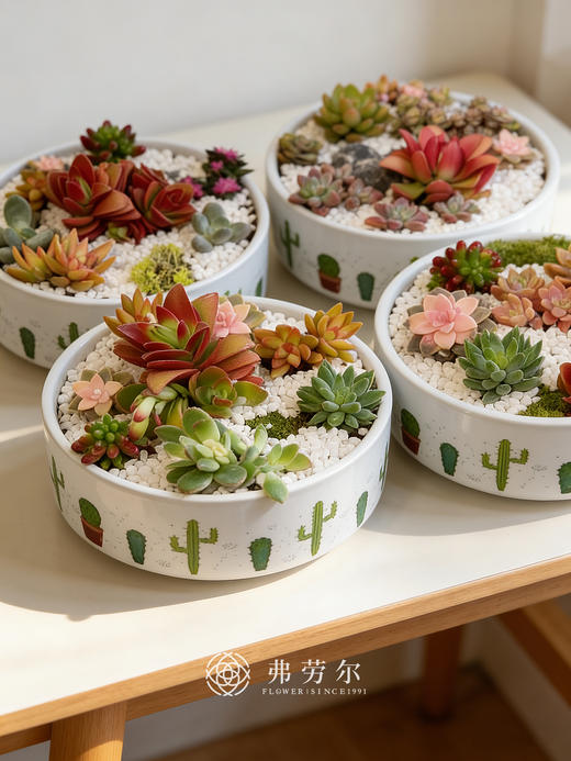 圆盆多肉盆栽 商品图0