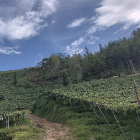 【云南热情果】 高端水果/纯甜无酸浓香/哥伦比亚稀有热情果黄金果/现摘现发京东包邮 商品图10