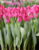 3月13日国产郁金香-圣克里斯蒂娜-10支 商品缩略图0