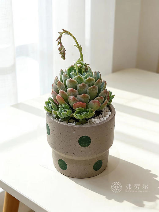 多肉盆栽 商品图5
