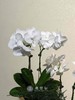 白盆蝴蝶兰盆栽 商品缩略图1