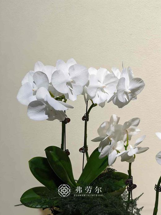 白盆蝴蝶兰盆栽 商品图1