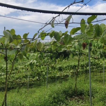 【云南热情果】 高端水果/纯甜无酸浓香/哥伦比亚稀有热情果黄金果/现摘现发京东包邮 商品图9