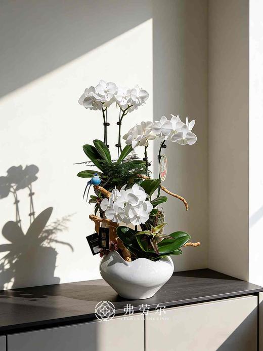 白盆蝴蝶兰盆栽 商品图0