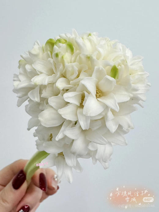 【国产】方德风信子-雪域-白色 5枝 商品图2