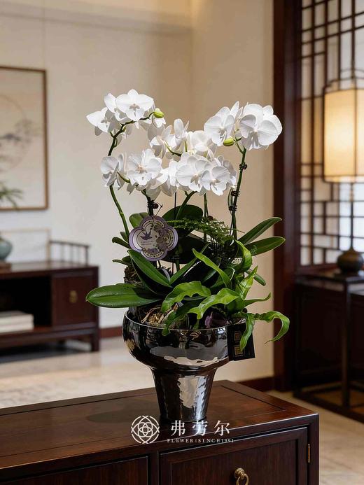 银盆蝴蝶兰盆栽 商品图0