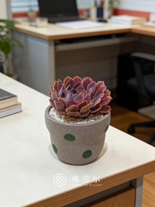 多肉盆栽 商品图4