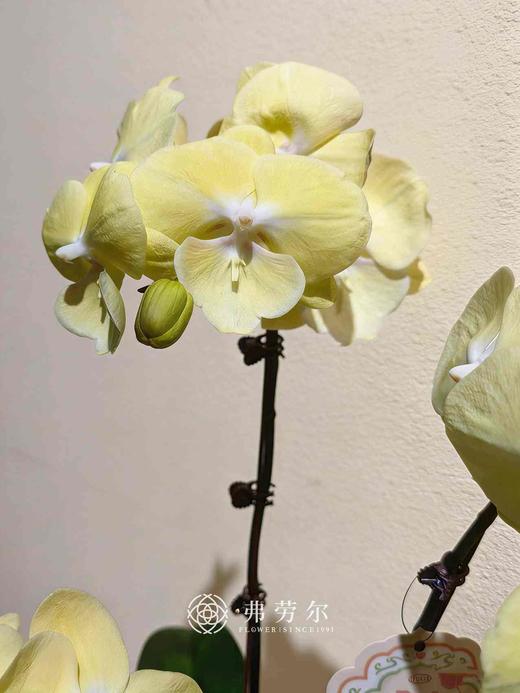 彩盆蝴蝶兰盆栽 商品图1