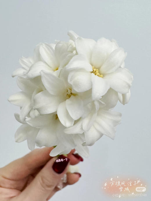 【国产】方德风信子-雪域-白色 5枝 商品图3