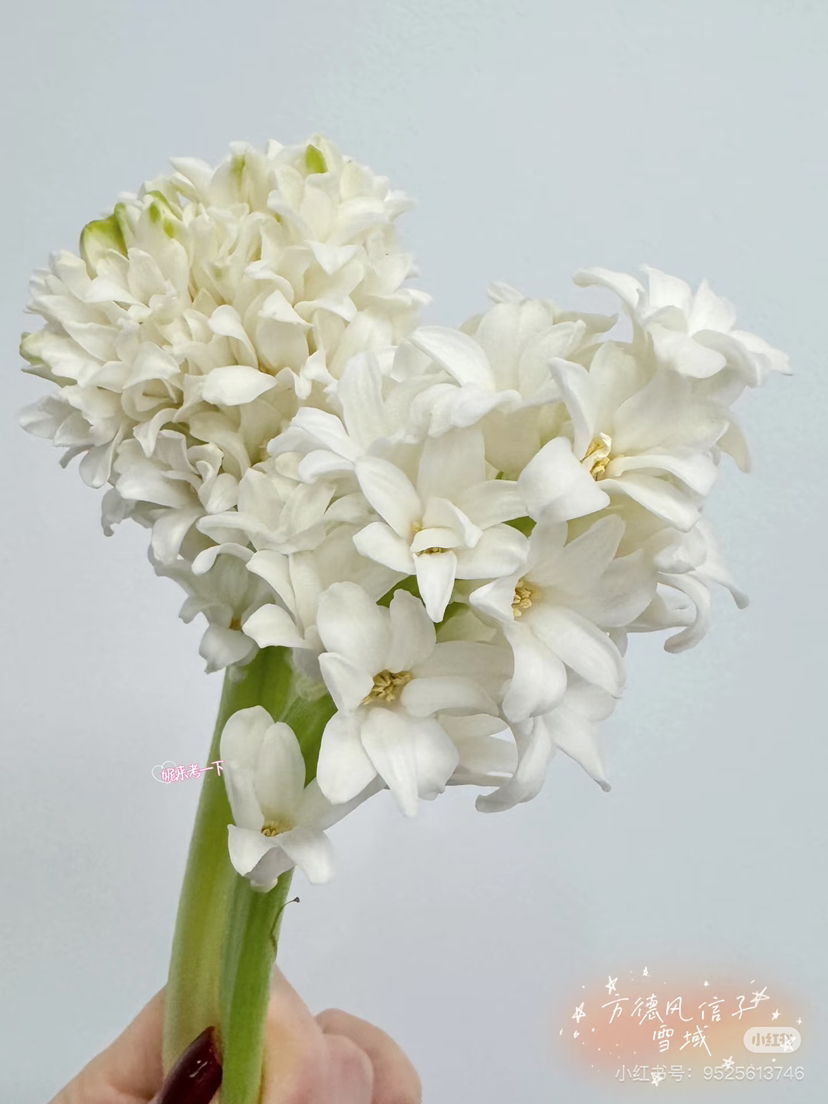 【国产】方德风信子-雪域-白色 5枝