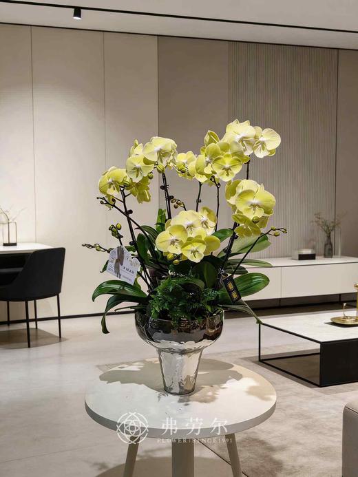 银盆蝴蝶兰盆栽（黄） 商品图0