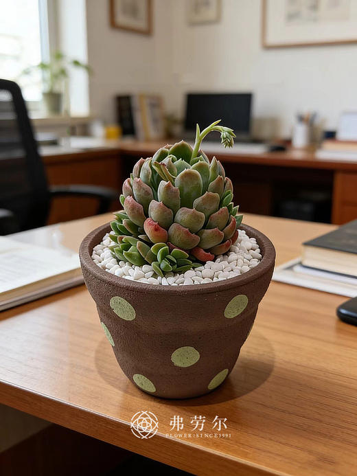 多肉盆栽 商品图3