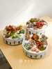 圆盆多肉盆栽 商品缩略图2