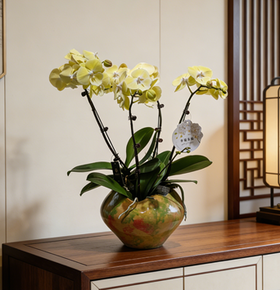 彩盆蝴蝶兰盆栽