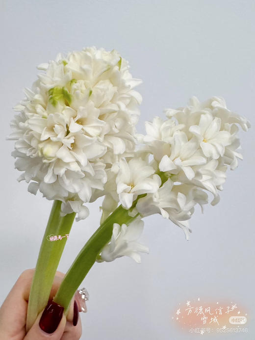 【国产】方德风信子-雪域-白色 5枝 商品图1