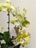 彩盆蝴蝶兰盆栽 商品缩略图2