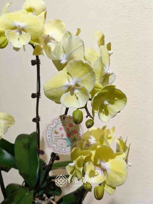 彩盆蝴蝶兰盆栽 商品图2