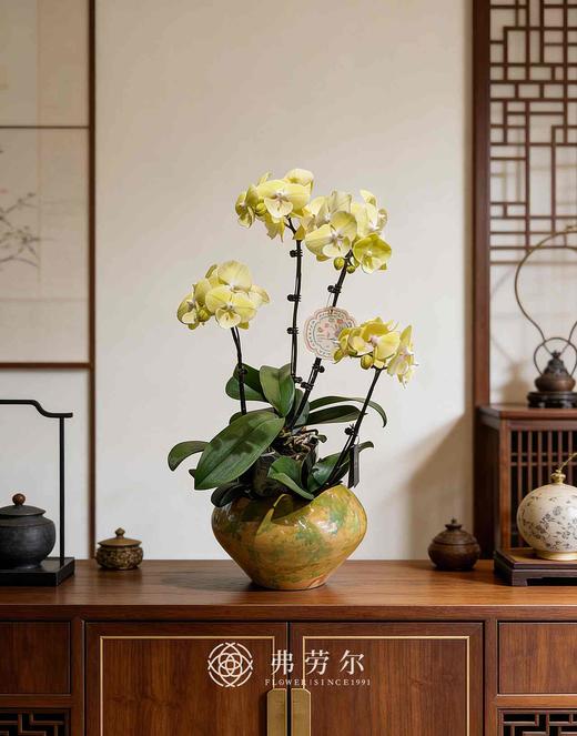 彩盆蝴蝶兰盆栽 商品图0