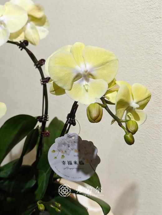 彩盆蝴蝶兰盆栽 商品图1