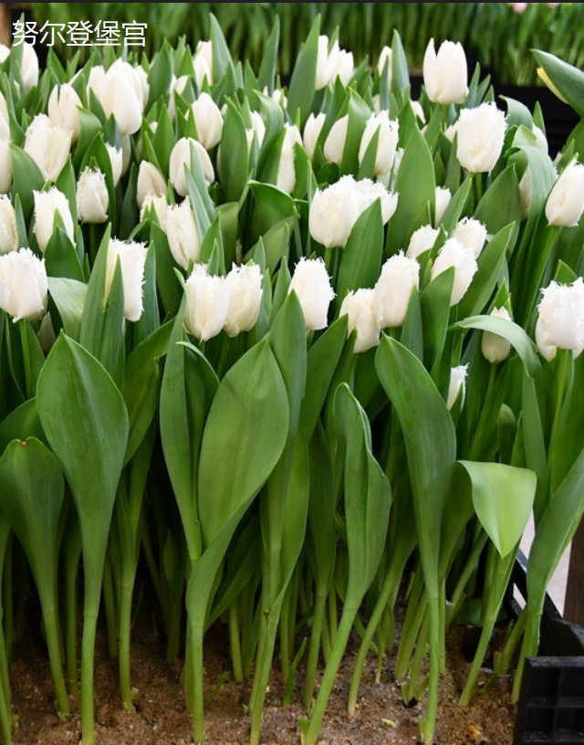 基地直营-国产郁金香-白毛边-10支