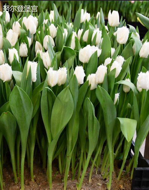 基地直营-国产郁金香-白毛边-10支 商品图0