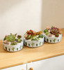 圆盆多肉盆栽 商品缩略图1