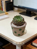 多肉盆栽 商品缩略图1