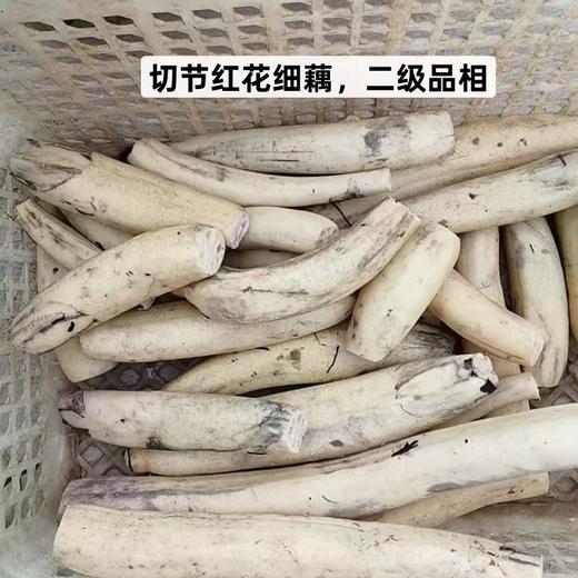 【珍品，开红莲花深泥的细莲藕】一年仅售这一季，错过再等一整年！五十年前老品种超粉糯莲藕 商品图4