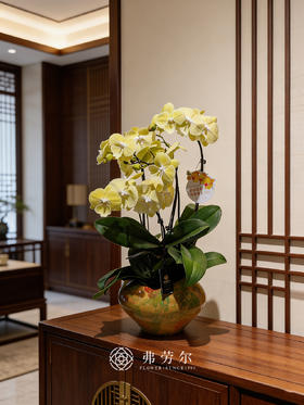 彩盆蝴蝶兰盆栽