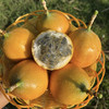 【云南热情果】 高端水果/纯甜无酸浓香/哥伦比亚稀有热情果黄金果/现摘现发京东包邮 商品缩略图8