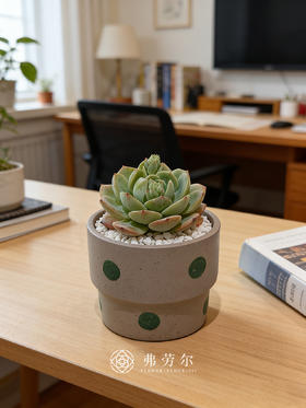 多肉盆栽