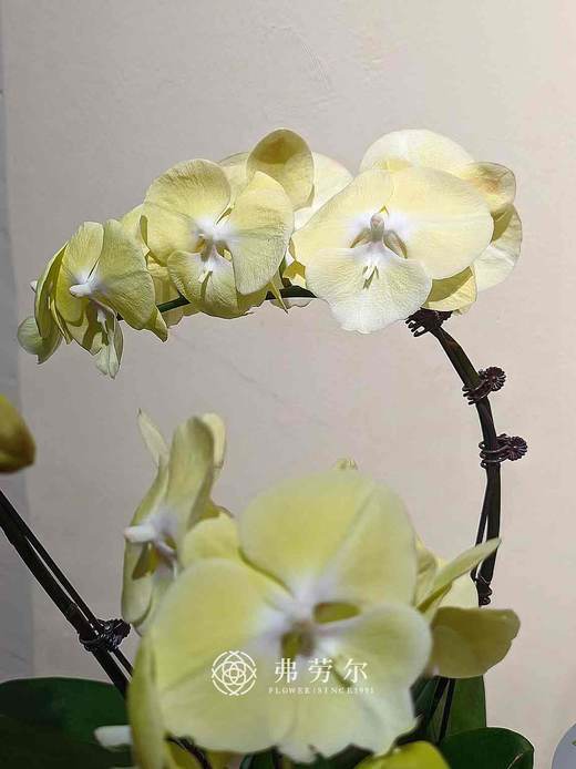 彩盆蝴蝶兰盆栽 商品图2