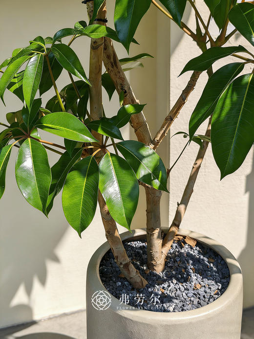 落地灰盆造型保罗 商品图2