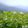 【效期至26年7月10日】茉莉花水纯露100ml｜明树堂 商品缩略图1