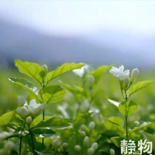 【效期至26年7月10日】茉莉花水纯露100ml｜明树堂 商品图1