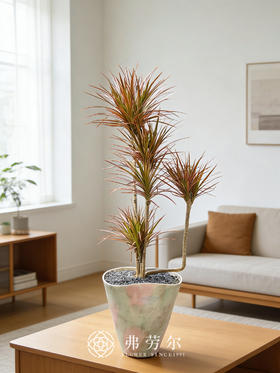 粉绿盆造型千年木