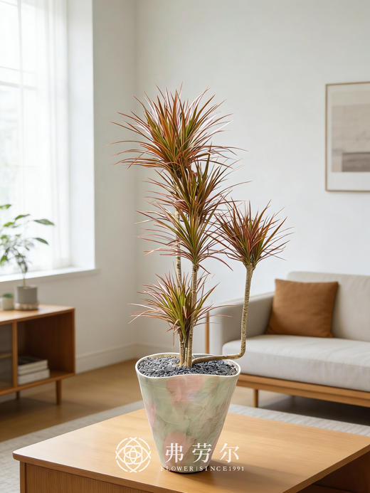 粉绿盆造型千年木 商品图0