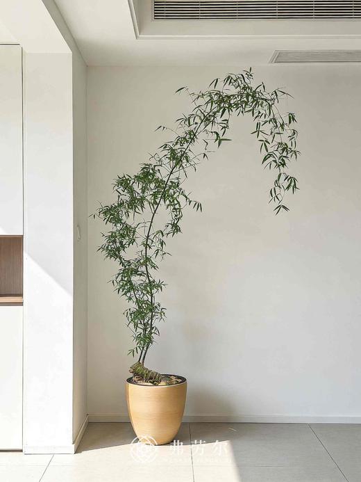 勒竹(大） 商品图0