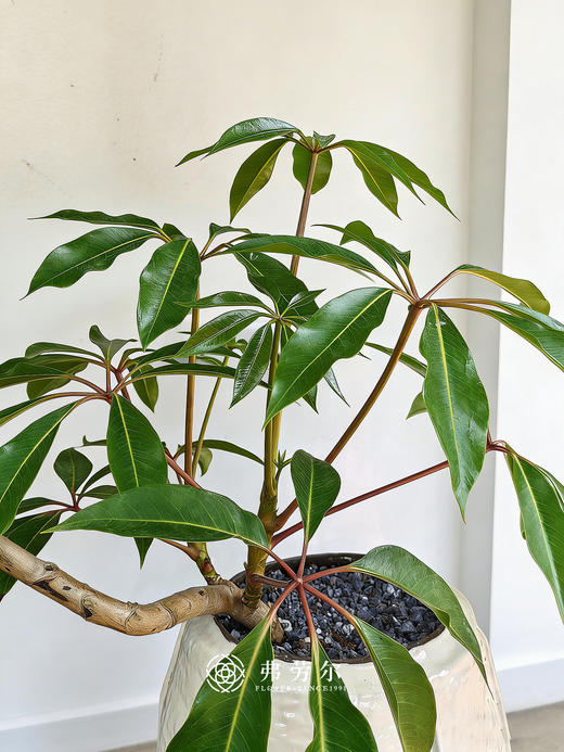 白盆造型台面保罗 商品图2