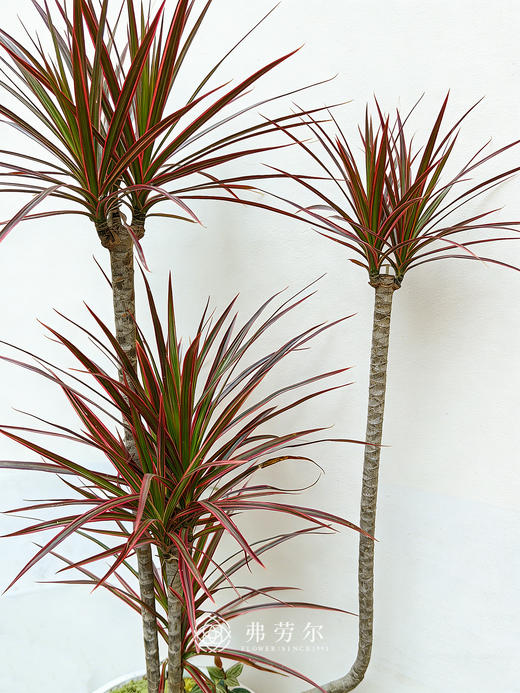 彩盆造型千年木 商品图2