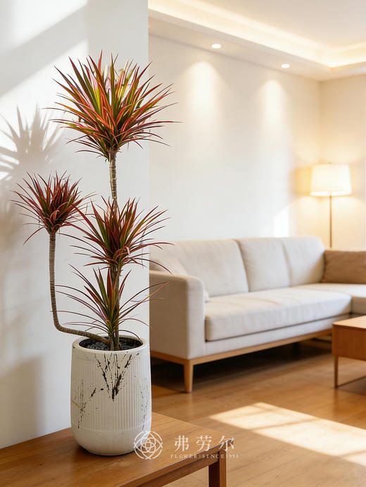 白盆造型千年木 商品图0